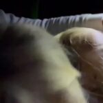 Stpeach Photos Dental Livestream Thong Game Play Sexy Youtube